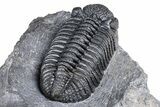 Prone Phacopid (Drotops) Trilobite On Large Limestone #381175-4